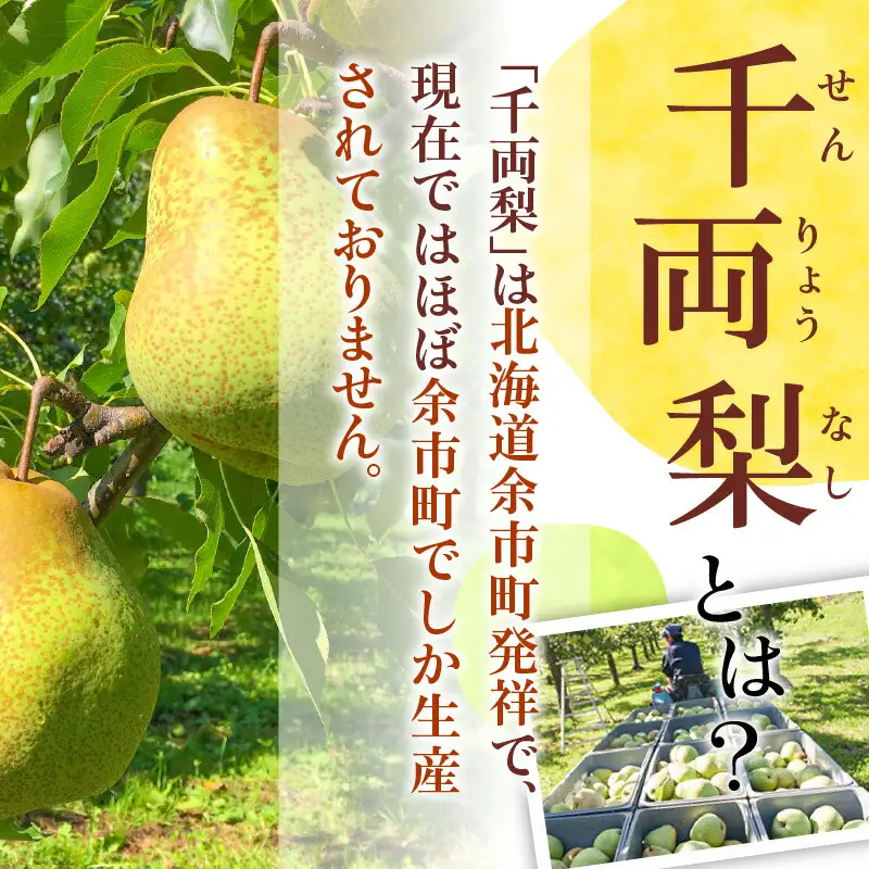 【2026年9月下旬以降発送】千両梨 5kg箱(10玉)北海道産 余市町産　シャキシャキとした食感とサッパリとした甘みが特徴 季節限定 千両梨 季節の味覚 5kg 箱 梨 ほぼ余市町でしか生産されていない 果物 フルーツ 贈り物 ギフト フルーツギフト お取り寄せ 北海道 余市町産 送料無料_Y015-0036
