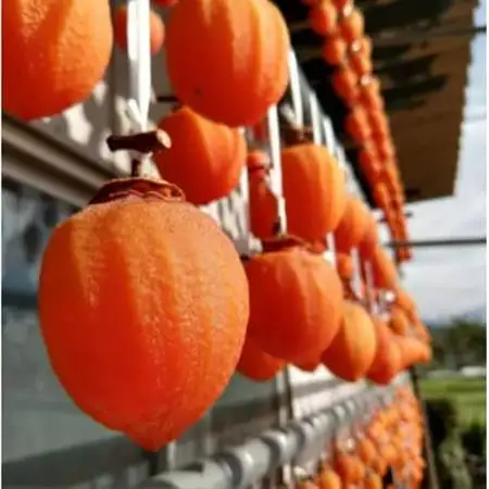 【市場ではお目にかかれない縁起物】幻の霜降り柿 最大糖度50度オーバー2026年12月上旬より発送【1466851】