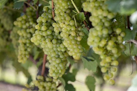 YOAKENO天王原シャルドネスパークリング2023 ワイン 白ワイン YOAKENO 天王原シャルドネスパークリング2023 発泡性 辛口 アルコール分11％ お酒 720ml 1本 母の日 父の日 [h230]