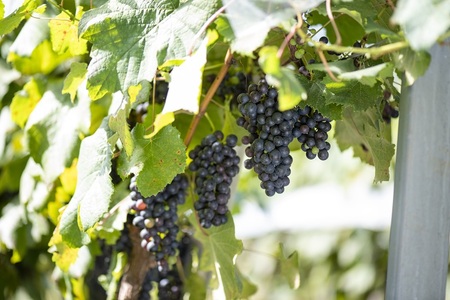 YOAKENO天王原北杜の雫2022 ワイン 赤ワイン YOAKENO 天王原北杜の雫2022 辛口 アルコール分12.5％ お酒 750ml 1本 母の日 父の日 [h230]