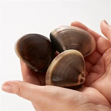 (( 訳あり ))　天然活はまぐり約1.5kg_蛤 ハマグリ 魚貝 魚介 海鮮 貝 出汁 だし プロ仕様 人気 送料無料_【配送不可地域：離島・沖縄県】【1465117】