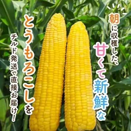 先行受付【十勝ガールズ農場】訳あり 直送 朝もぎつぶつぶ「あま～いゴールドとうもろこし」25本_野菜 とうもろこし  トウモロコシ_【配送不可地域：離島】【1462031】