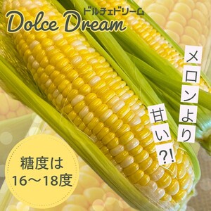 野菜 朝採れ とうもろこし 10本 〈アグリにのうみ〉
