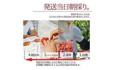 【2026年産 先行予約】山形県産さくらんぼ 佐藤錦 秀品 L玉 1kg (500g×2パック) 化粧箱入り FSY-2199