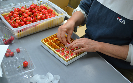 【2026年産 先行予約】山形県産さくらんぼ 佐藤錦 特秀 L玉 24粒 化粧箱入り FSY-1094