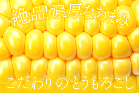 A-1160 ［夏作］朝採れとうもろこし　10本