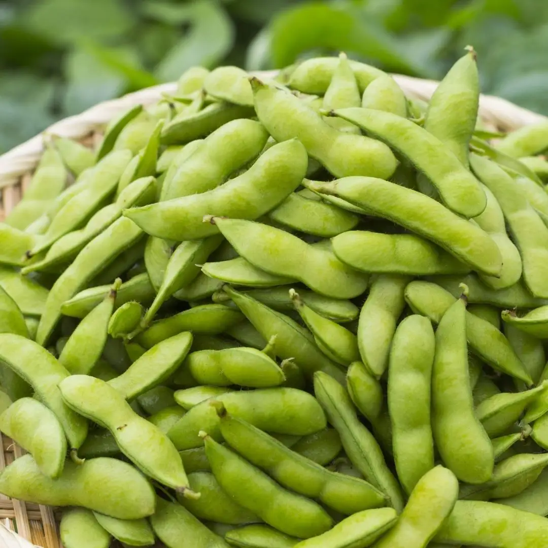 先行予約 採れたてをお届け！朝どり枝豆 3kg（1kg×3袋）令和8年度 新潟県産 えだまめ JAえちご中越