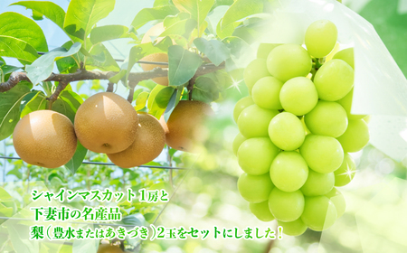 シャインマスカット ＆ 梨 セット 先行予約 R8年産 シャインマスカット