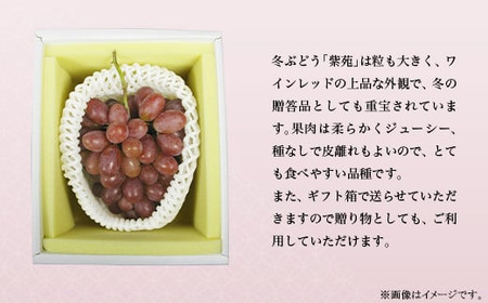 74-20 冬ぶどう「紫苑」1房（700g以上）【2026年10月下旬～11月下旬発送予定】