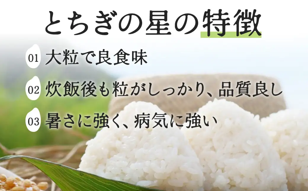 栃木県鹿沼市産 とちぎの星 無洗米 5kg 令和7年産 | 水稲うるち精米 単一原料米 お米 特A 大粒 甘さ ※沖縄・離島への配送不可