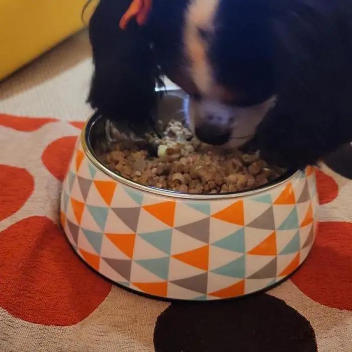 【福岡市】マンマミーア（お肉ベース1袋170g）5袋＜犬用＞ | ペット ペットグッズ 人気 おすすめ 送料無料