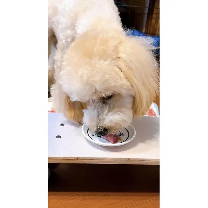 【福岡市】マンマミーア【冷凍】（お魚ベース1袋140g）10袋＜犬用＞ | ペット ペットグッズ 人気 おすすめ 送料無料