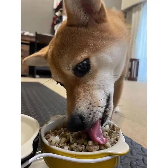 【福岡市】マンマミーア【冷凍】（お肉ベース170g）10袋＜犬用＞ | ペット ペットグッズ 人気 おすすめ 送料無料