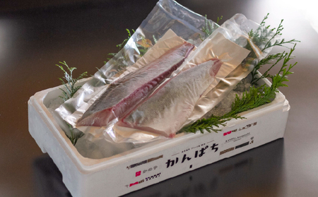 174-1 かのや カンパチロイン （ カマ入 ） KN001-001 魚 カンパチ