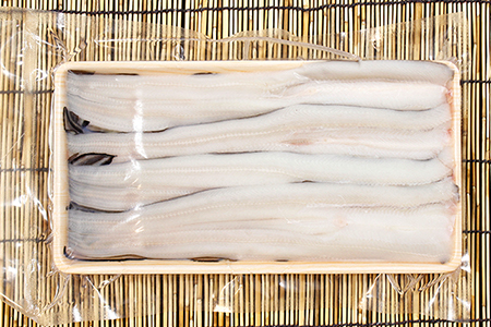 富津名物！ベテラン漁師が獲った「江戸前穴子」380g前後