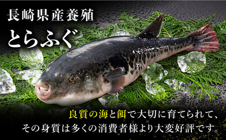 【敬老の日到着】とらふぐ 刺身 5人前 アラ付き / ふぐ フグ 河豚 トラフグ ふぐ刺し / 南島原市 / 大和庵 [SCJ031]