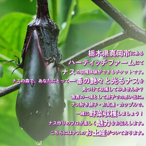 ナスの収穫体験チケット2名様 