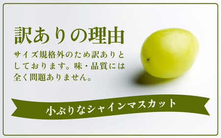 【先行予約】【訳あり】シャインマスカット 約1kg 【2026年8月中旬以降順次発送予定】 [B-3219]