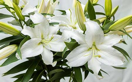 ユリ専門＜深花園＞観賞用ゆり オリエンタルリリー 訳あり優品ゆり （15輪以上保証） F23R-545