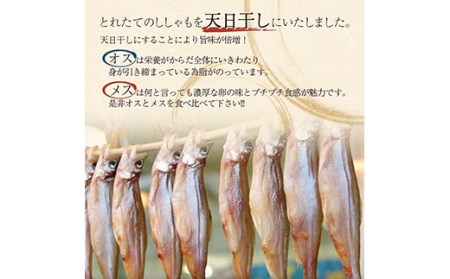 北海道産 ししゃも オスメス 食べ比べ セット 北海道 釧路市 F4F-3597