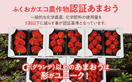 ふくおかエコ農作物認証あまおう G以上 2箱セット あまおう イチゴ 苺 いちご フルーツ 果物 くだもの 福岡県産 お取り寄せグルメ お取り寄せ 福岡 お土産 九州 福岡土産 取り寄せ グルメ 福岡県