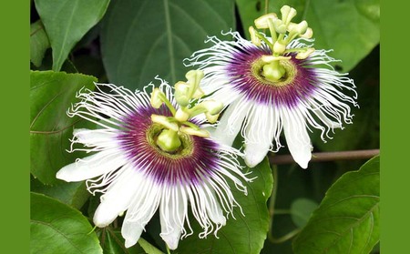 2026年発送【あたり果樹園】奄美パッションフルーツ 秀品 約1kg 果物  フルーツ