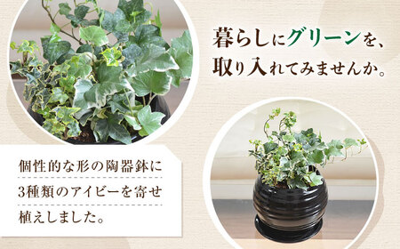 観葉植物アイビー ヘデラ 3種  ボール形(黒) 観葉植物 [ACYK030]