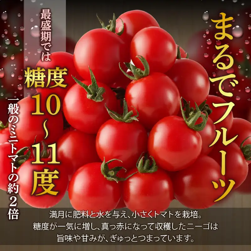 ≪期間限定≫高糖度ミニトマト『ニーゴ25。』(計1.6kg) ミニトマト 野菜 サラダ 国産_T040-0025