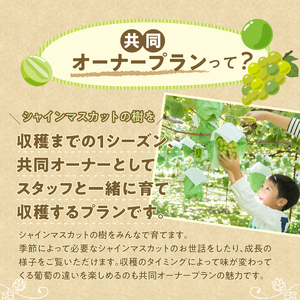 忍野村産　ぶどう(シャインマスカット)　共同オーナープラン栽培～収穫