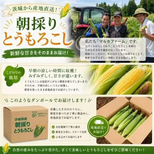 マルカファームの朝採れ「とうもろこし」10本セット_野菜 とうもろこし  トウモロコシ_【配送不可地域：離島・沖縄県】【1404268】