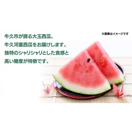 《 先行予約 》 牛久市産 河童 西瓜 L 2玉 ( 約 12kg ) 【 2026年6月中旬発送開始 】