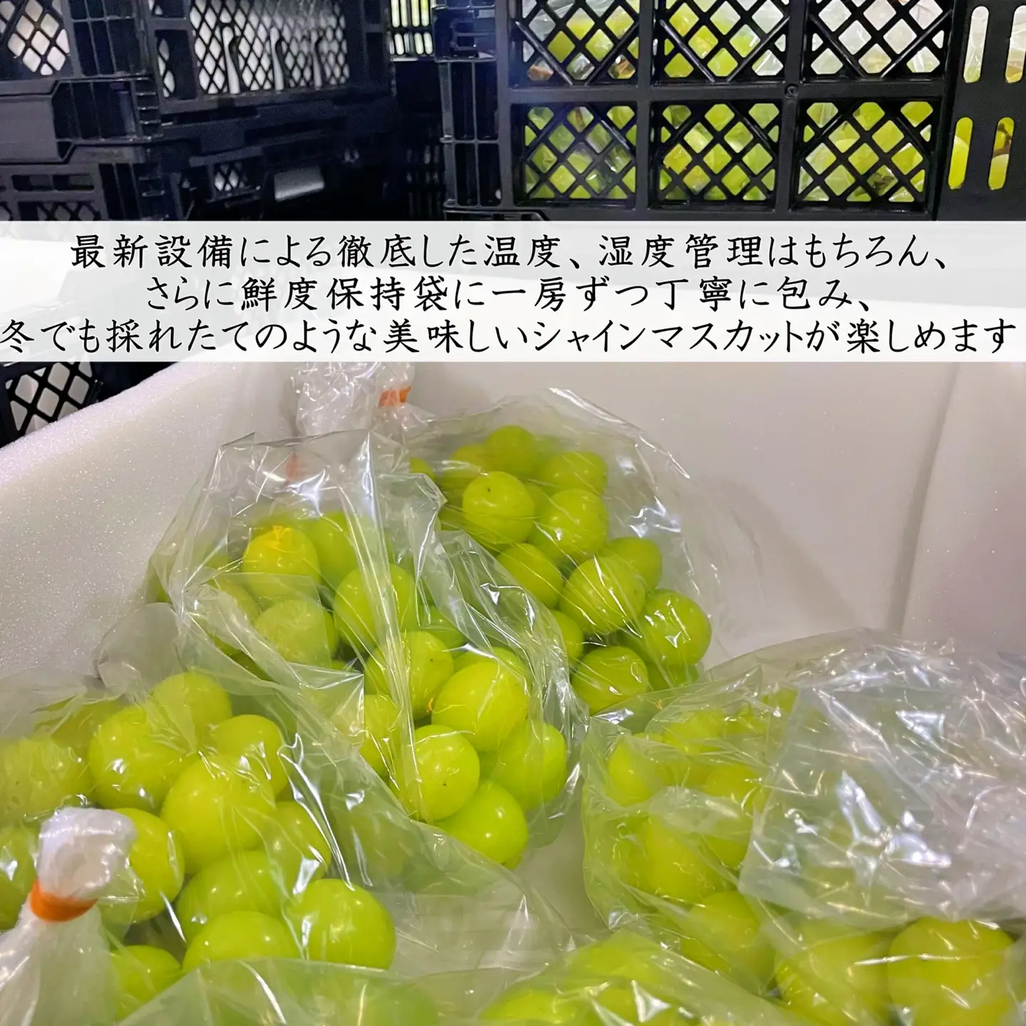 【2026年発送★先行予約】冬季限定！！ 山梨県笛吹市産 クリスマスシャインマスカット 約1.0kg 2～3房 105-020-26y