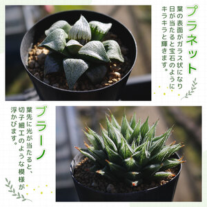 多肉植物】 ハオルチア おまかせ3鉢セット 多肉植物 | 静岡県藤枝市