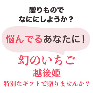 いちご 新潟 雪国完熟越後姫シングル（約380g）ギフト箱入り イチゴ 苺 フルーツ お取り寄せ 贈り物 上越