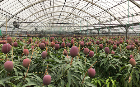 【2026年発送】山川農園のアップルマンゴー家庭用（約2kg） アーウィン 果物 甘い 夏 濃厚 お取り寄せ Mango ランキング 完熟 お気に入り 美味しい 人気 おすすめ フルーツ 沖縄県 南国 食品 デザート 産地直送 送料無料