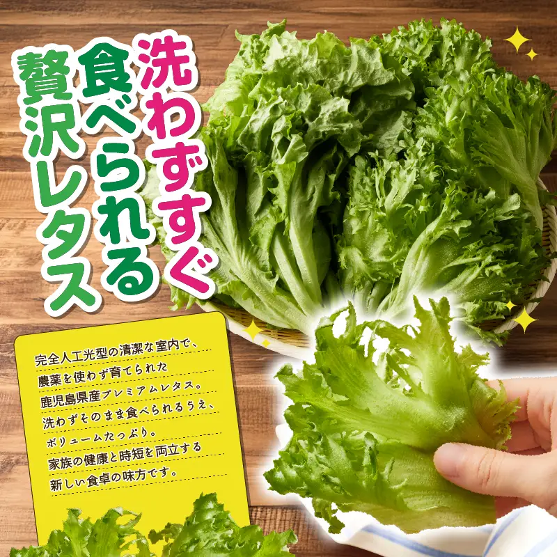 1629-2 【 全24回 定期便 】洗わずに食べられる プレミアム 水耕栽培 レタス セット（ 計5袋 ） KN064-T04 野菜