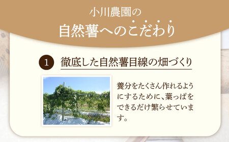 自然薯（白龍）700g相当【小川農園小川屋】疲労回復 免疫力向上 産地直送 とろろ 山芋 ギフト 健康食 滋養強壮 贈答 レシピ とろろご飯 山薬 山のうなぎ 送料無料[MAE011]