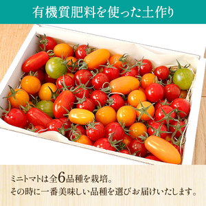ミニトマト 品種 MIX 1.3kg[ トマト 有機質肥料 ] 野菜 食材 国産 国産野菜 緑黄色野菜 サラダ 付け合わせ 