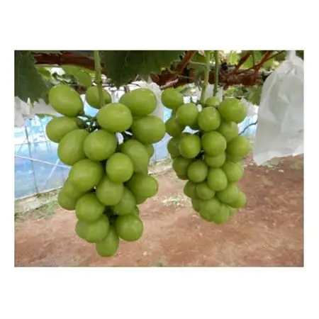 圧巻の味ナガノパープルと貴方の思考を変える味シャインマスカット　約1.2kg(2～3房)_果物・フルーツ ぶどう・マスカット  ブドウ 葡萄 _【配送不可地域：離島】【1470009】