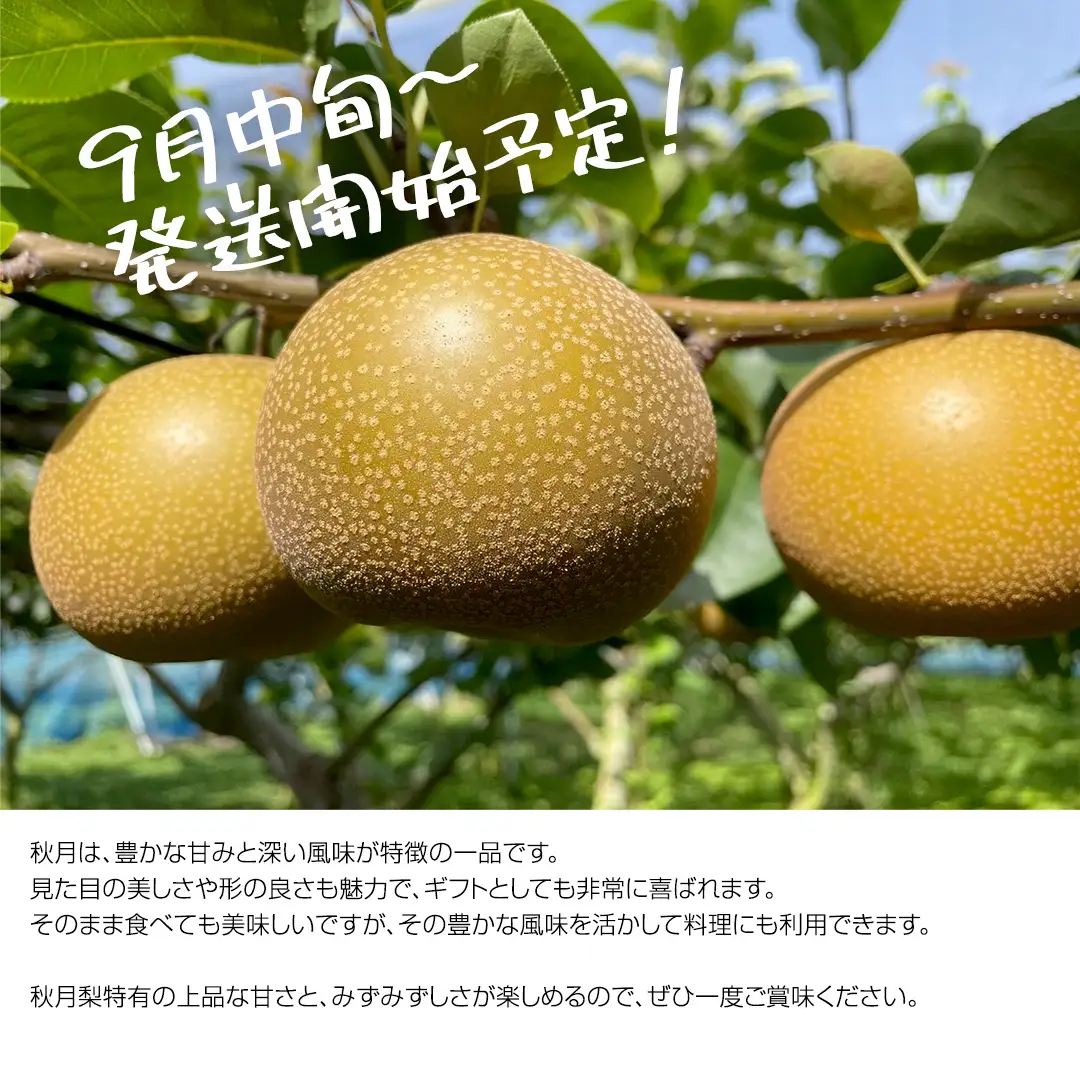 【2026年9月中旬発送開始】 《先行予約》秋月 梨 約 5kg 10玉～14玉 （ 茨城県共通返礼品 ／ かすみがうら市 ） なし 鈴木農園 産地直送 フルーツ 甘い 直送 茨城 限定  [ED004sa]