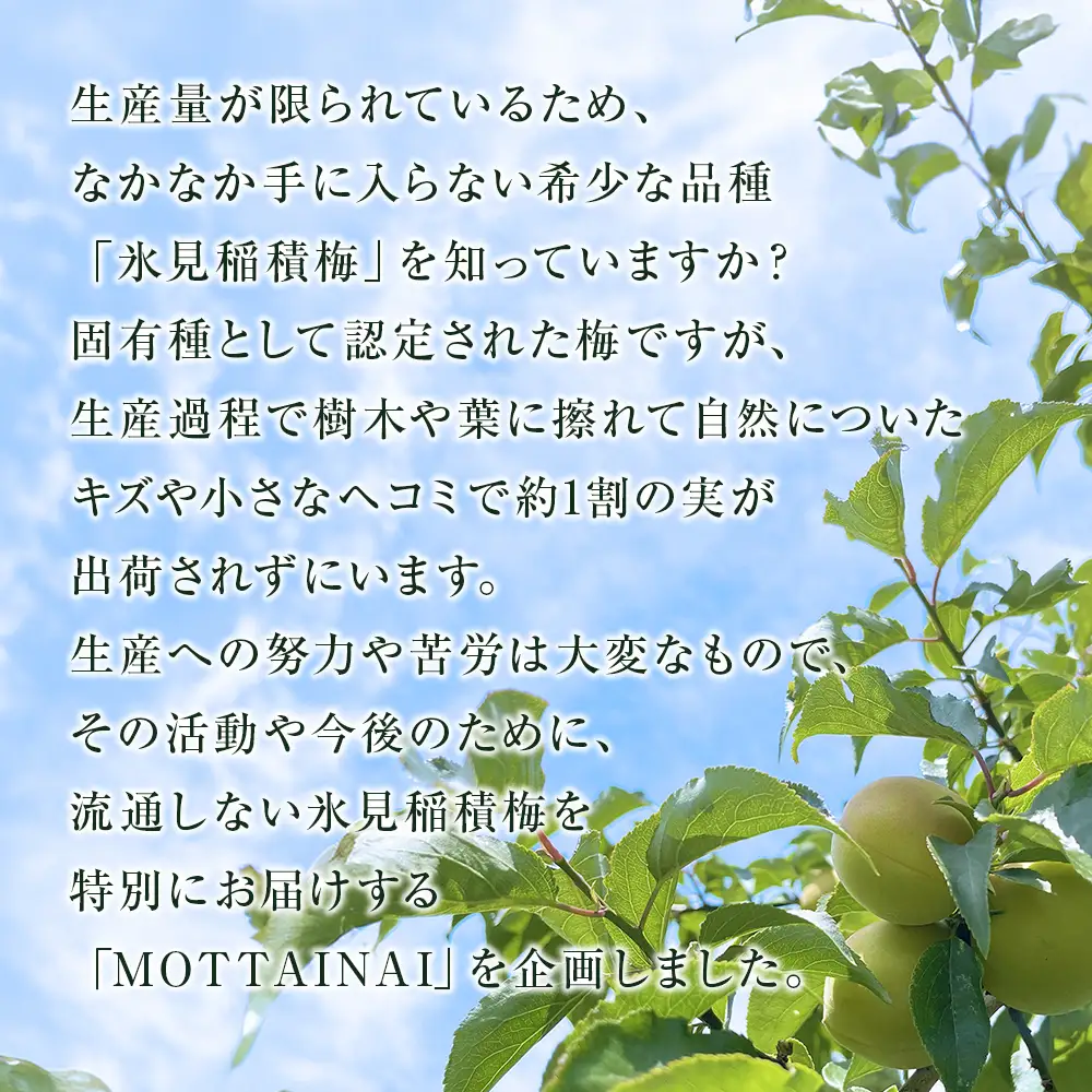 【訳あり】【先行予約】MOTTAINAI 氷見稲積梅 2kg ＜2026年6月下旬発送予定＞ | 生梅