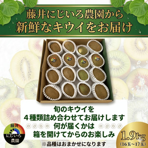 【先行予約】キウイ フルーツ 食べ比べセット 約1.9kg （ 4種アソート ） 阿武町産 希少品種を厳選！ 旬の味 を堪能 フルーツ 果物 デザート 山口県産 【お届け：2026年11月中旬～2027年2月下旬】※品種指定不可・合計8種から4種をお届け