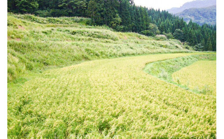【数量限定】令和7年/新潟上越産「標高480mの山間地で育てた棚田米コシヒカリ」玄米10kg