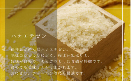 令和7年産 『ハナエチゼン』 10kg (単一原料米) [003-a002-A]