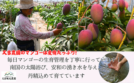【2026年発送先行予約】沖縄県【又吉農園】　秀品アップルマンゴー　1kg以上 完熟 マンゴー アップル 南国 沖縄 国産 フルーツ くだもの 果物 果実 産地直送 贅沢 濃厚 スイーツ デザート 旬の果物 贈答用 ギフト 贈り物 プレゼント