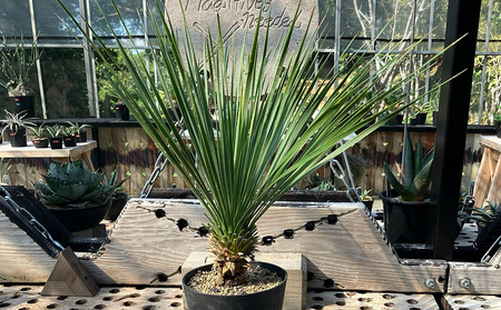 沖縄の観葉植物 ユッカ・ロストラータ 5寸鉢 観葉植物