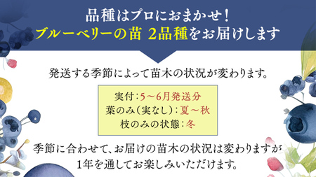 ブルーベリー の 苗 2品種セット （品種おまかせ）