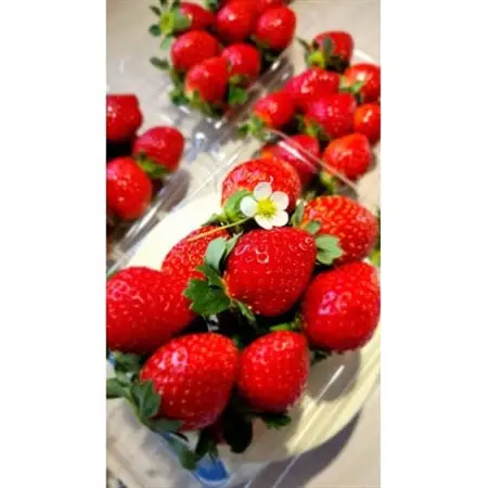 愛知県東郷町いちご農園いちごHappyBerryの冷凍いちご〈訳あり)【配送不可地域：離島】【1470510】