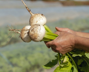 【有機ＪＡＳ認定】季節の有機野菜詰め合わせボックス　山梨県・北杜市 [h278]