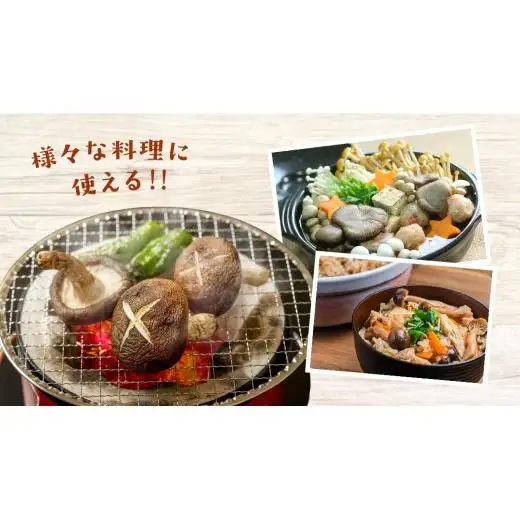 きのこ の 詰め合わせ Mサイズ ( 約1.5kg ) （茨城県共通返礼品：城里町）